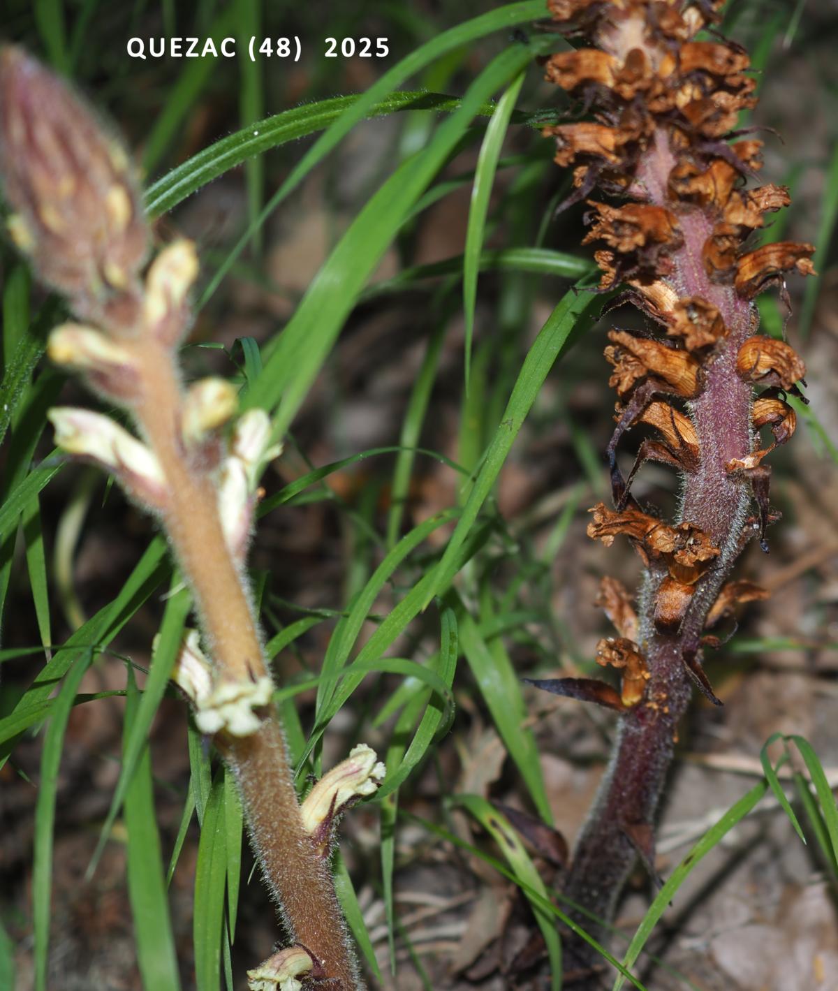 Broomrape, Ivy fruit